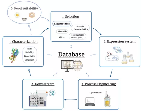 Figure 1: Research plan for recombinant egg protein production