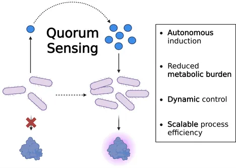 Figure 1: Schematic principle of QS-based heterologous protein production in microbial fermentation. Created with BioRender.com