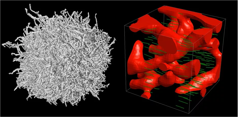 Computertomographie von Aspergillus niger (links) und Stofftransportvisualisierung im Inneren eines filamentösen Pilzes (rechts)