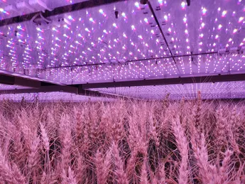 Wheat Vertical Farming at Dürnast, Campus Weihenstephan. Pictures: Vijay Varanasi.