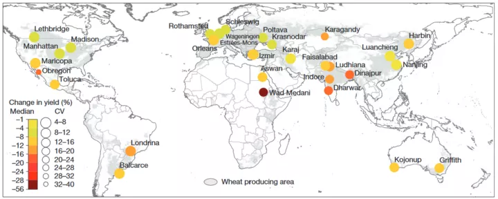 Weizenertragsvariation bei zwei Grad Temperaturvariation (Asseng, S., Ewert, F., Martre, P. et al. Rising temperatures reduce global wheat production. Nature Clim Change 5, 143–147 (2015). https://doi.org/10.1038/nclimate2470).